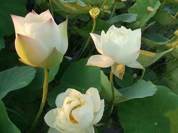 荷花種植基地實拍優質品種類