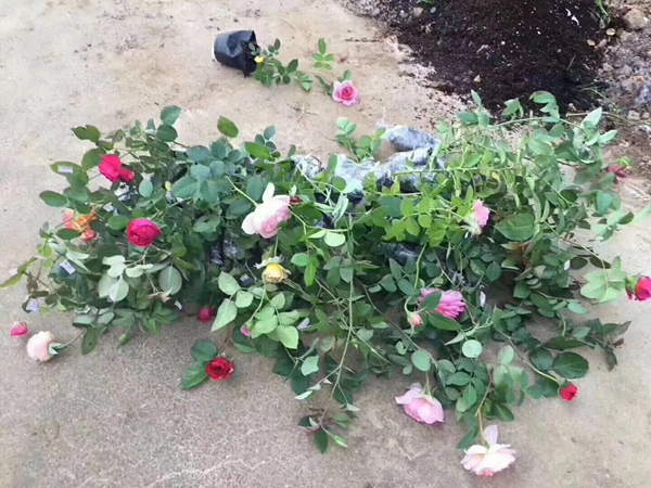 歐月小苗基地照片