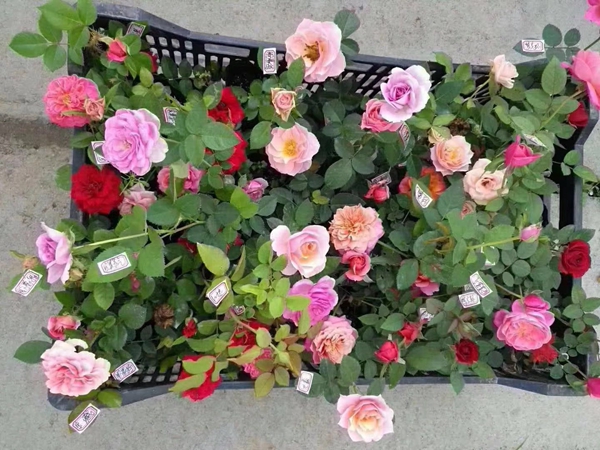 江蘇沭陽(yáng)歐月基地照片