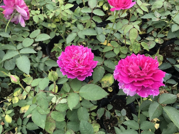 江蘇沭陽(yáng)歐月基地照片