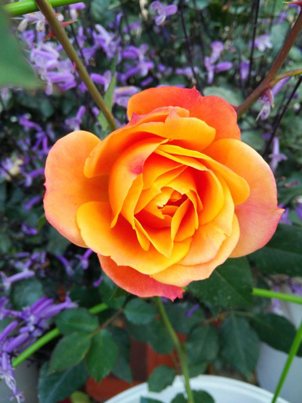 沭陽長景園林歐月基地