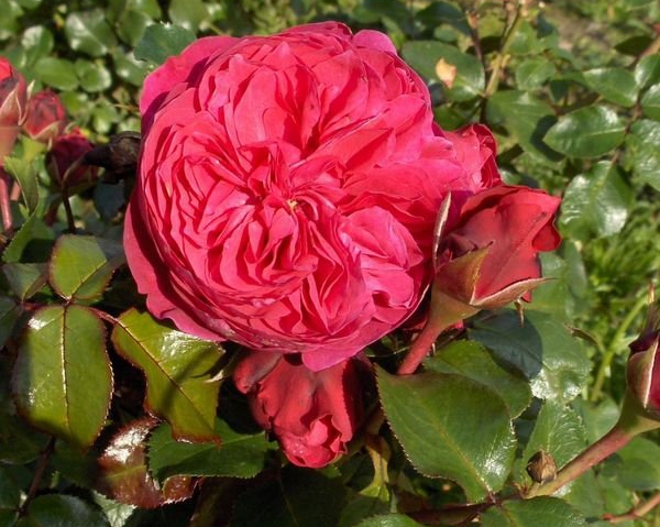 沭陽歐月基地 沭陽歐月基地