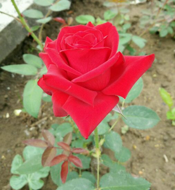 沭陽歐月基地 沭陽歐月基地