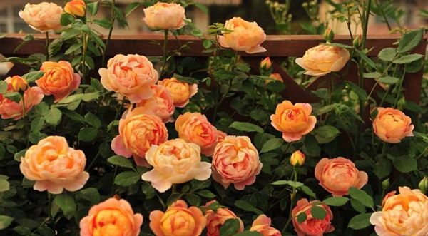 長景園林歐月基地 長景園林歐月基地