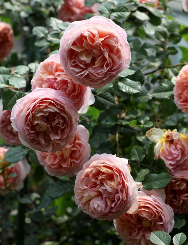 長景園林歐月基地 長景園林歐月基地