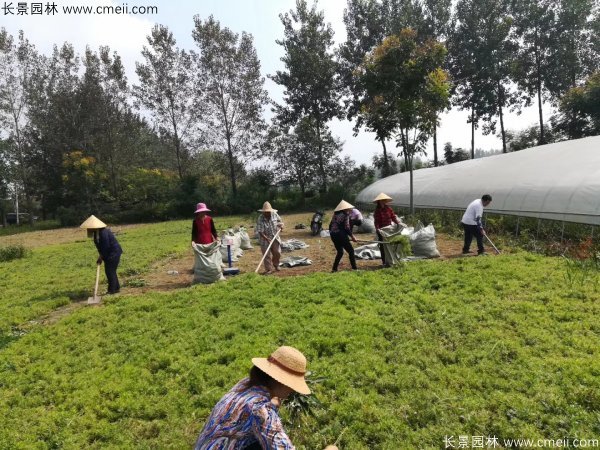 佛甲草起苗挖苗現場實拍圖片 佛甲草起苗挖苗現場實拍圖片
