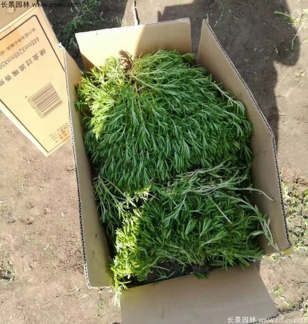 佛甲草發物流快遞裝箱包裝圖片 佛甲草發物流快遞裝箱包裝圖片