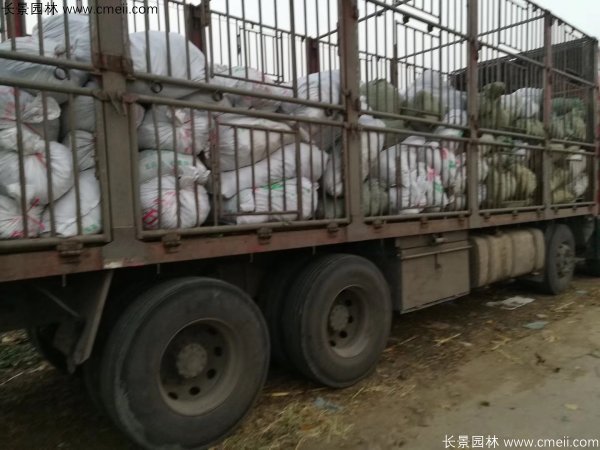 佛甲草發(fā)物流快遞裝箱包裝圖片 