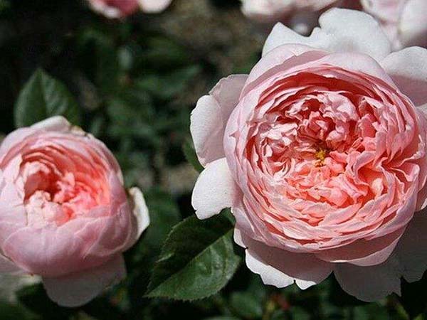 安尼克城堡月季 安尼克城堡月季