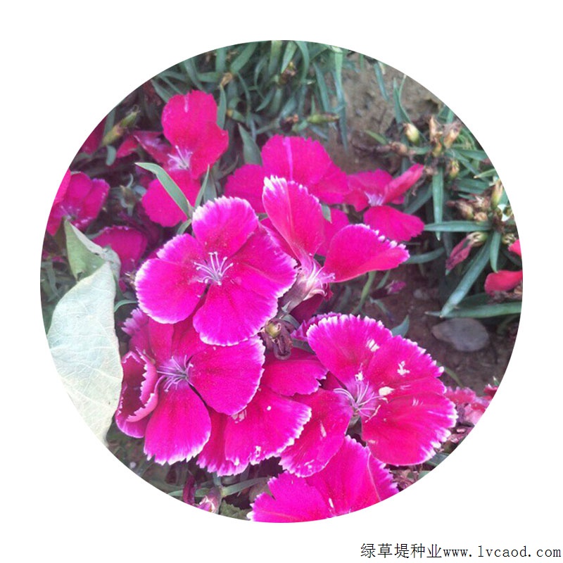 常夏石竹 常夏石竹