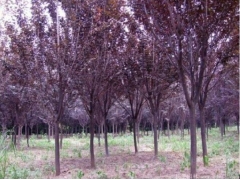 13公分紅葉李價(jià)格多少錢(qián)一棵 750元上車(chē)價(jià)