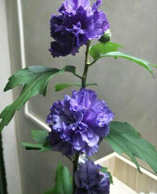 1650627204226130.jpg 1650627204226130.jpg