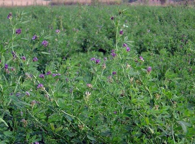 1651543949451285.jpg 1651543949451285.jpg