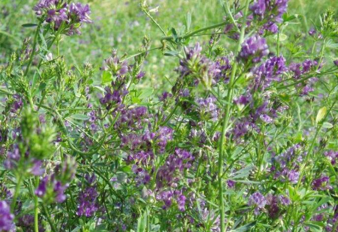 1651544818690631.jpg 1651544818690631.jpg