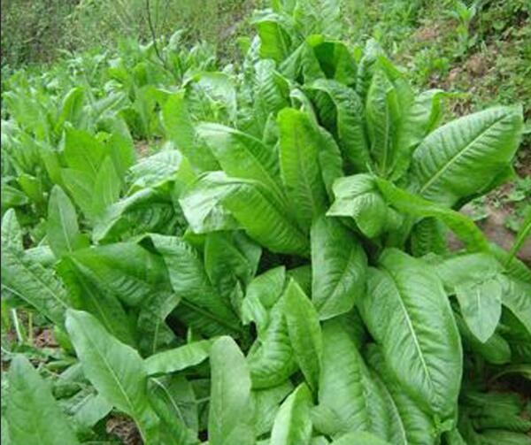 1652243155935943.jpg 1652243155935943.jpg