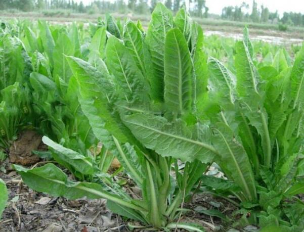 1652243156771772.jpg 1652243156771772.jpg