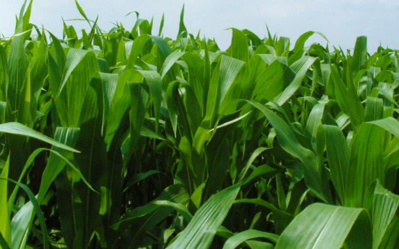 1652243250206807.jpg 1652243250206807.jpg