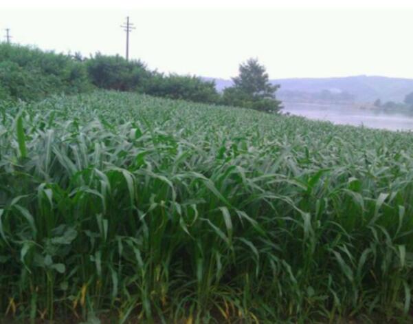 1652243250647842.jpg 1652243250647842.jpg