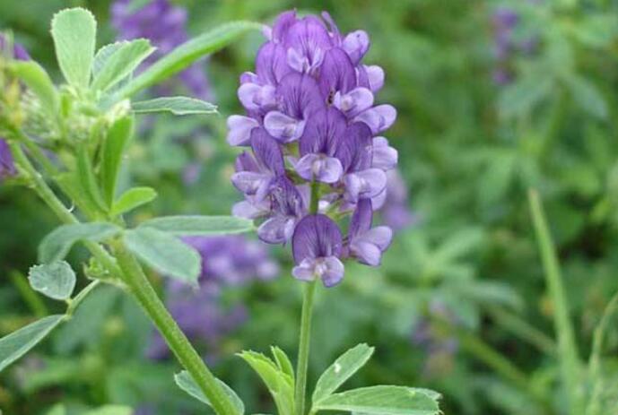 1653145432377243.jpg 1653145432377243.jpg