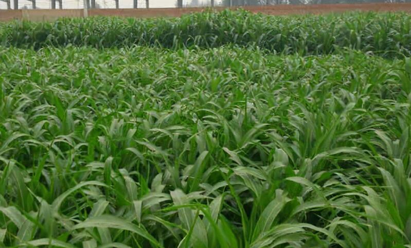 1653798868242234.jpg 1653798868242234.jpg