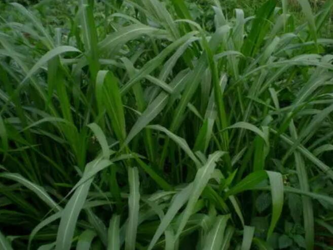 1654496440759650.jpg 1654496440759650.jpg