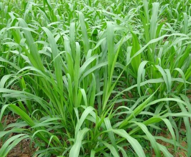 1654497699984186.jpg 1654497699984186.jpg