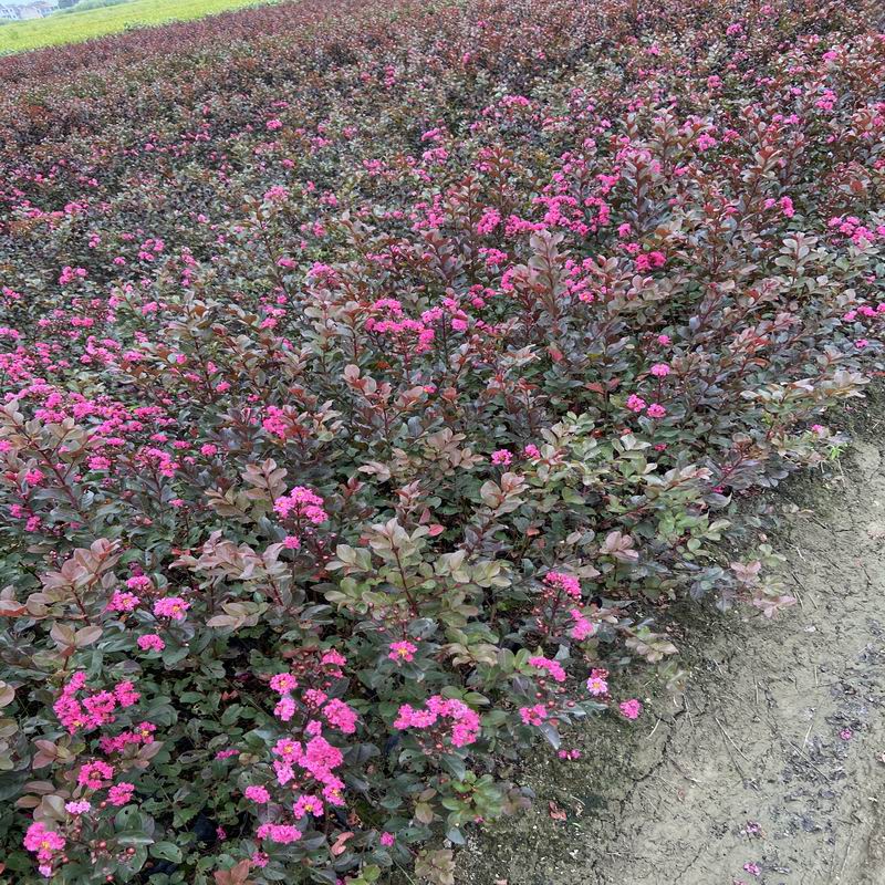 長景園林矮紫薇 長景園林矮紫薇