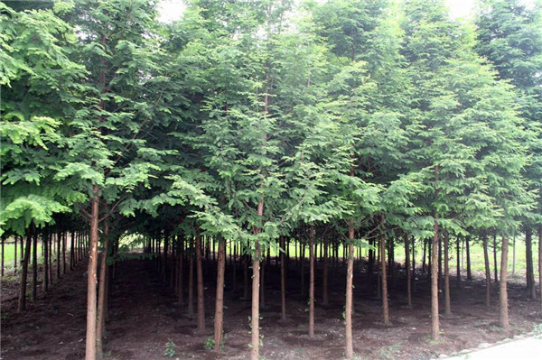 江蘇水杉基地實(shí)拍圖片