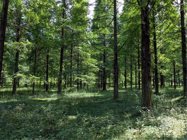 江蘇水杉基地實(shí)拍圖片