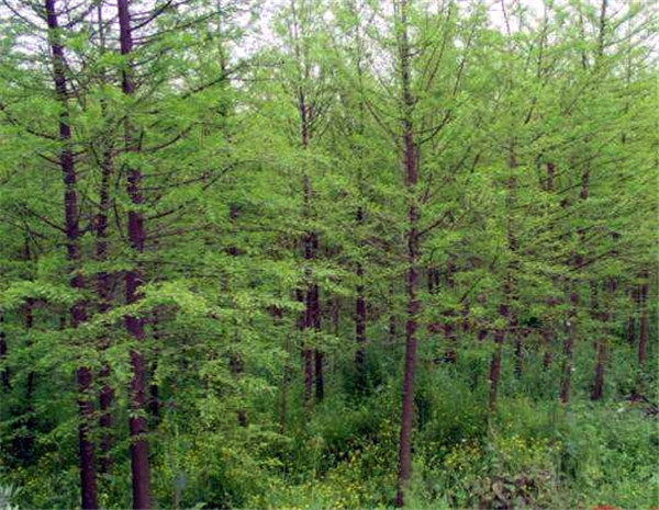 江蘇水杉基地實(shí)拍圖片