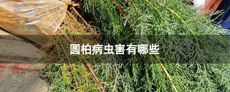 圓柏病蟲(chóng)害有哪些