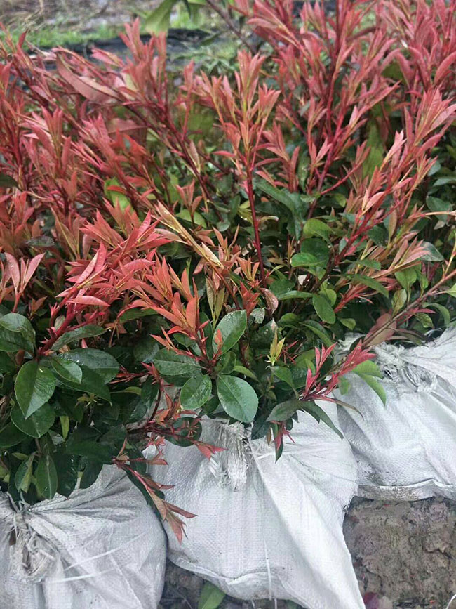 紅葉石楠球冬季如何防護?紅葉石楠冬季養護方法 紅葉石楠球冬季如何防護?紅葉石楠冬季養護方法