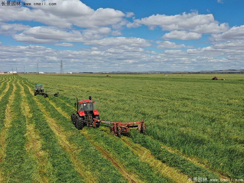 高產(chǎn)牧草大麥大面積種植豐收 高產(chǎn)牧草大麥大面積種植豐收
