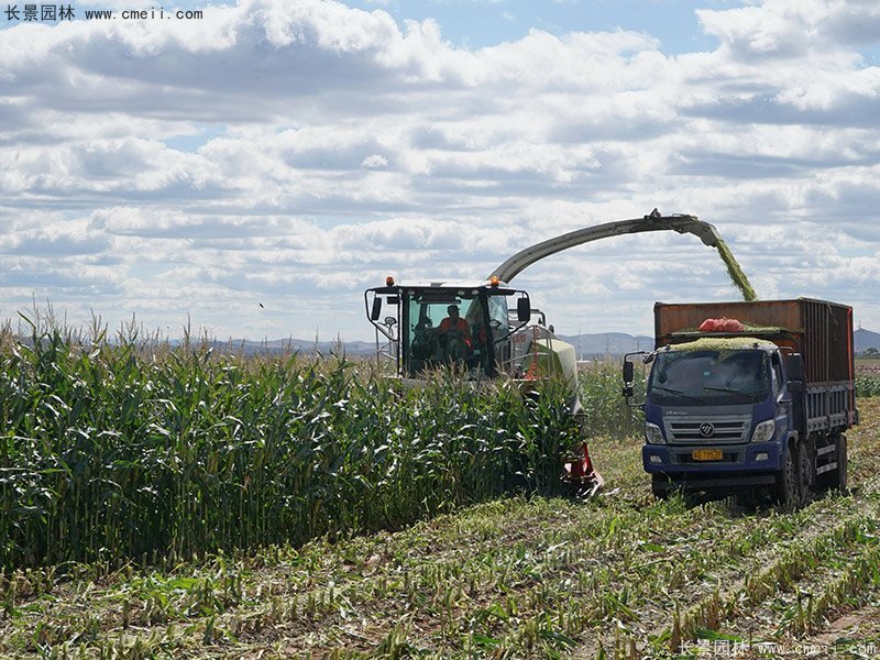 高產(chǎn)青貯牧草大麥機(jī)器收割存儲(chǔ) 高產(chǎn)青貯牧草大麥機(jī)器收割存儲(chǔ)