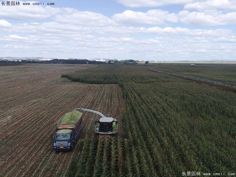 高產(chǎn)青貯牧草大麥豐收機(jī)械化收割 高產(chǎn)青貯牧草大麥豐收機(jī)械化收割