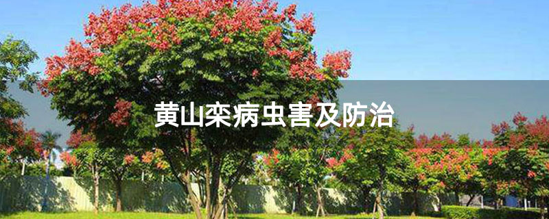 黃山欒病蟲害及防治