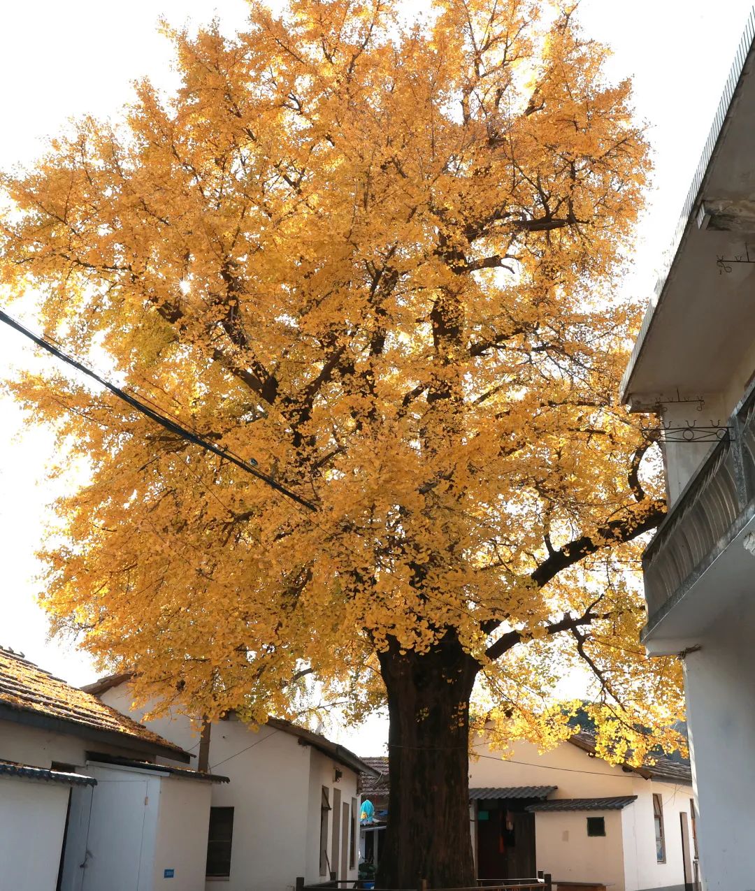 1673530115780972.jpg 微信圖片_20230112212810.jpg