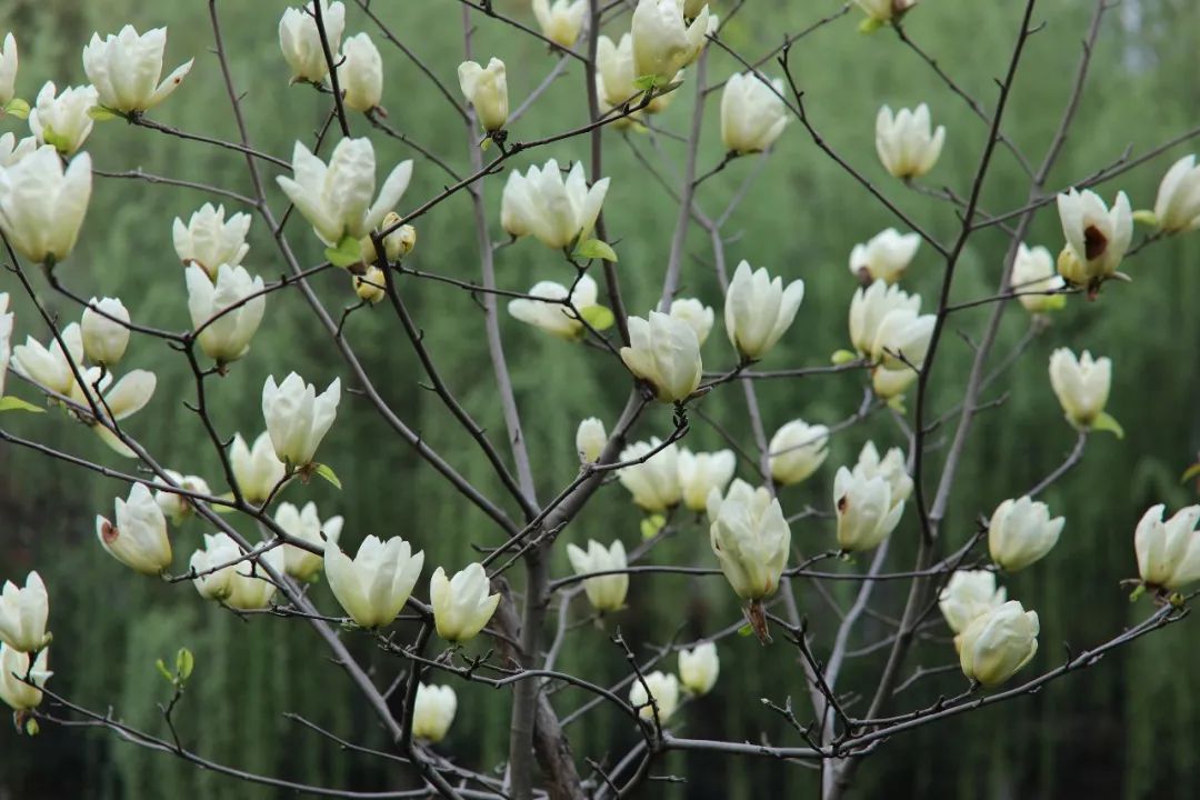 1673560341113331.jpg 微信圖片_20230113055058.jpg