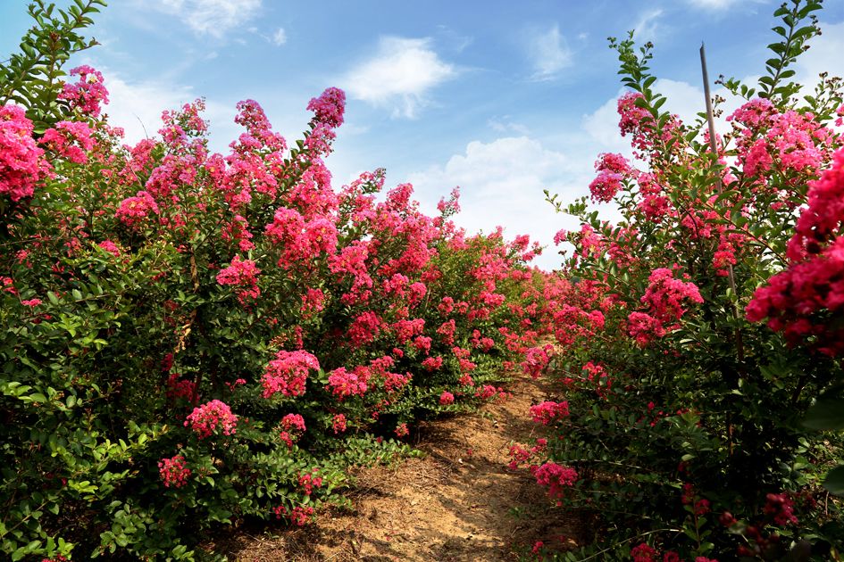 1673825520377463.jpg 國旗紅紫薇.jpg