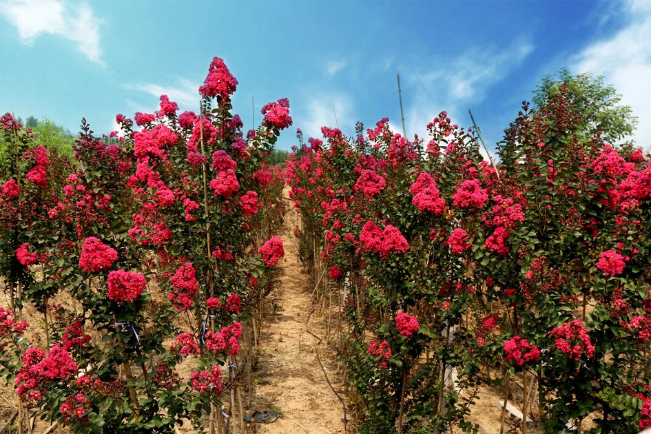 1673825527275816.jpg 國旗紅紫薇2.jpg