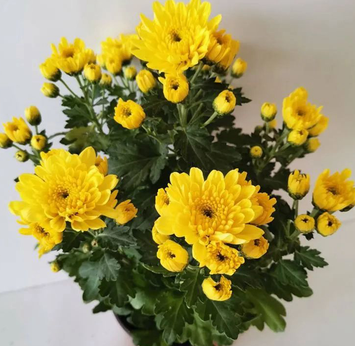 1675697554597405.jpg 微信圖片_20230108151710.jpg