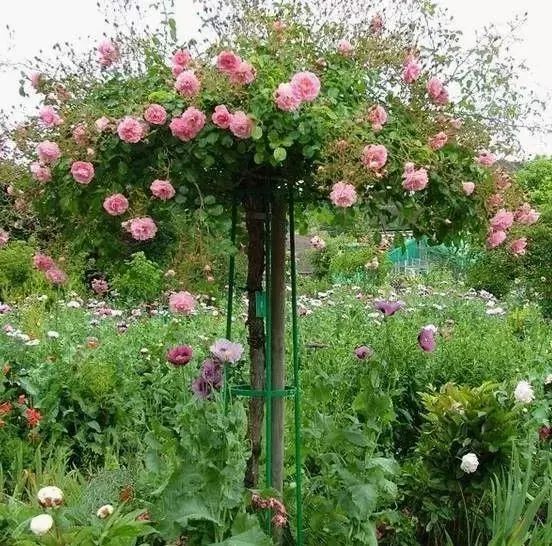 1676893727138133.jpg 微信圖片_20230211070242.jpg