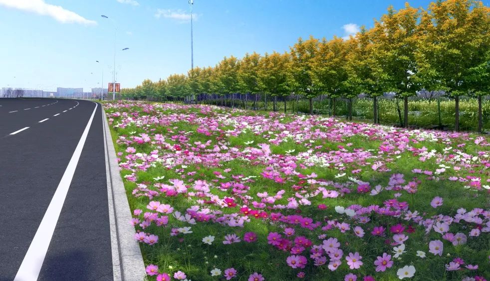 1676895133770964.jpg 波斯菊.jpg