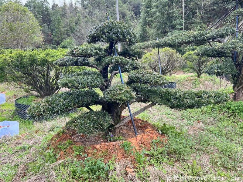 造型羅漢松 造型羅漢松