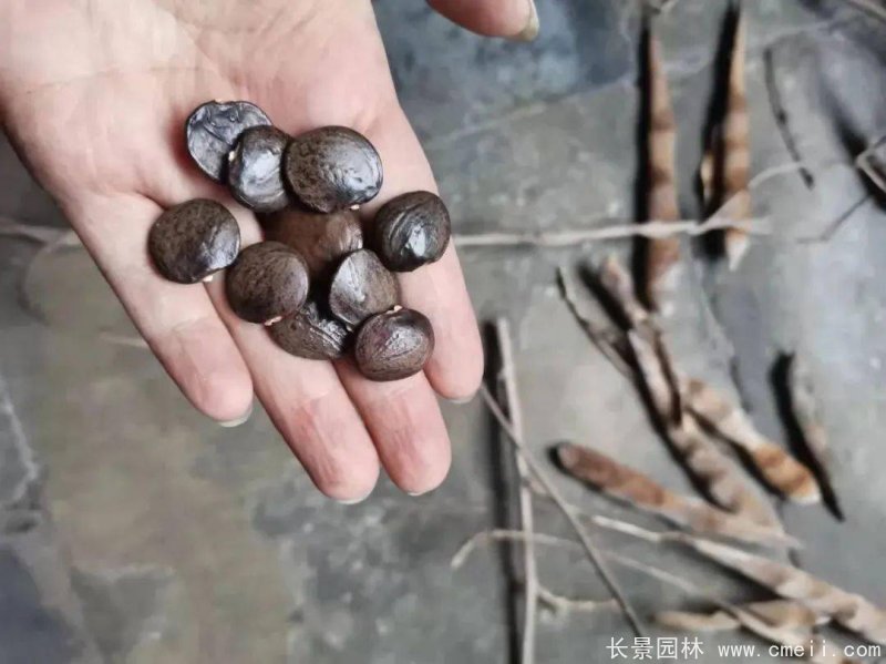 1681521636872362.jpg 7f84b24561fe4bac98dab336fa113ff5.jpg