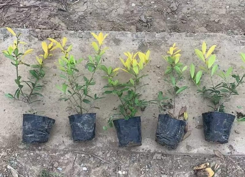 黃金枸骨 黃金枸骨