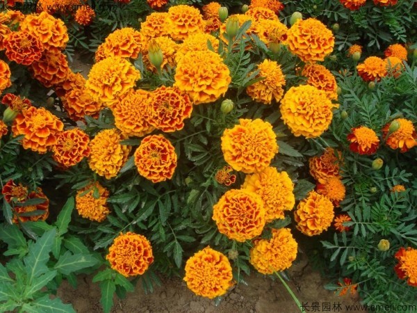 1712901373278087.jpg 1-1FF1124SD39.jpg