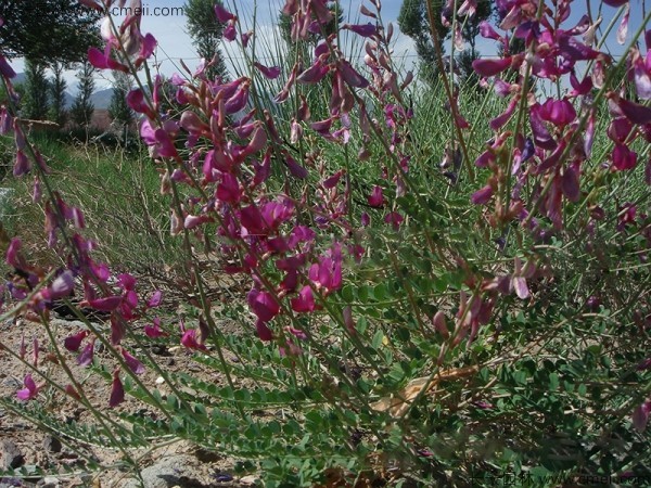 1713168854146028.jpg 1-1F6261Q132526.jpg