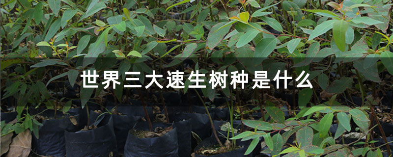 世界三大速生樹種是什么