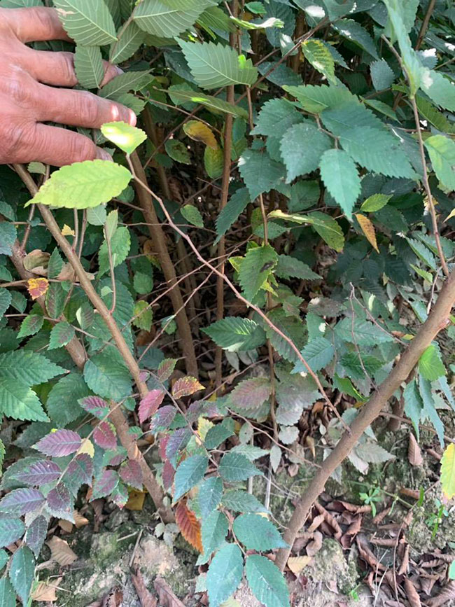 櫸樹(shù)是景區(qū)綠化中最常用園林植物，觀賞價(jià)值極高，經(jīng)常作為行道樹(shù)或者觀賞樹(shù)，也可以群植栽種成風(fēng)景。紅櫸樹(shù)抗污染能力十分強(qiáng)悍，不僅樹(shù)姿優(yōu)美，高大雄偉，還可以吸收有害氣體，抗風(fēng)能力強(qiáng)，不易伏倒。那么，紅櫸樹(shù)未來(lái)十年前景如何?紅櫸樹(shù)種植多久成才?下面我們一起來(lái)看看吧!  一、紅櫸樹(shù)未來(lái)十年前景如何? 1、觀賞 紅櫸樹(shù)生長(zhǎng)快，樹(shù)干通直，樹(shù)姿優(yōu)美，枝葉繁茂，春季開(kāi)花，秋季葉子會(huì)變成紅色，觀賞性極高。 2、綠化 紅櫸樹(shù)環(huán)境適應(yīng)能力強(qiáng)，栽植應(yīng)用廣泛，不僅可以綠化種植，還有不錯(cuò)的抗污染、抗風(fēng)能力，可吸收有害氣體，改善空氣質(zhì)量，植株根深性，可以防風(fēng)固土，經(jīng)常用作護(hù)林帶樹(shù)種和水土保持樹(shù)種。 3、經(jīng)濟(jì) 紅櫸樹(shù)木材堅(jiān)硬、有彈性、并且不會(huì)縮水，木材紋理清晰有光澤，可以用來(lái)制作很多家具和其他器具，經(jīng)濟(jì)價(jià)值很高。 4、前景 櫸樹(shù)的適應(yīng)能力強(qiáng)，栽植地區(qū)廣泛，發(fā)揮的綠化和生態(tài)價(jià)值比較明顯，經(jīng)常用作生態(tài)綠化樹(shù)種栽植在各大場(chǎng)所，產(chǎn)量和需求量都非常大，種植前景不錯(cuò)。 二、紅櫸樹(shù)種植多久成才? 紅櫸樹(shù)分布地區(qū)廣，目前主要分布在廣東、廣西、貴州、云南、安徽、湖北、湖南等地，南方地區(qū)栽植廣泛。紅櫸樹(shù)幼苗生長(zhǎng)稍慢，種植6—7年后開(kāi)始轉(zhuǎn)快，樹(shù)體七八十年不衰退，百年大樹(shù)仍能正常結(jié)實(shí)。  三、2020紅櫸市場(chǎng)價(jià)格行情 南京市浦口區(qū)來(lái)云園藝場(chǎng)米徑15公分紅櫸1600元一棵; 江蘇 鎮(zhèn)江句容地之緣苗木基地米徑7公分紅櫸80元一棵; 宿遷宏洲園林綠化工程有限公司地徑2公分紅櫸10元一棵; 江蘇南京南京寶泉苗木苗圃場(chǎng)米徑4公分紅櫸28元一棵; 江蘇宿遷三葉園林植物有限公司米徑12公分紅櫸600元一棵。 以上就是關(guān)于紅櫸樹(shù)未來(lái)十年前景如何和紅櫸樹(shù)種植多久成才的相關(guān)介紹，不同地區(qū)不同規(guī)格的紅櫸樹(shù)價(jià)格不一樣，具體要以當(dāng)?shù)匦星闉闇?zhǔn)。以上是中國(guó)花木網(wǎng)提供的紅櫸樹(shù)基地最新報(bào)價(jià)信息，關(guān)注花木網(wǎng)可獲得各產(chǎn)地商城實(shí)時(shí)報(bào)價(jià)，及時(shí)掌握苗木行情，做活苗木生意。